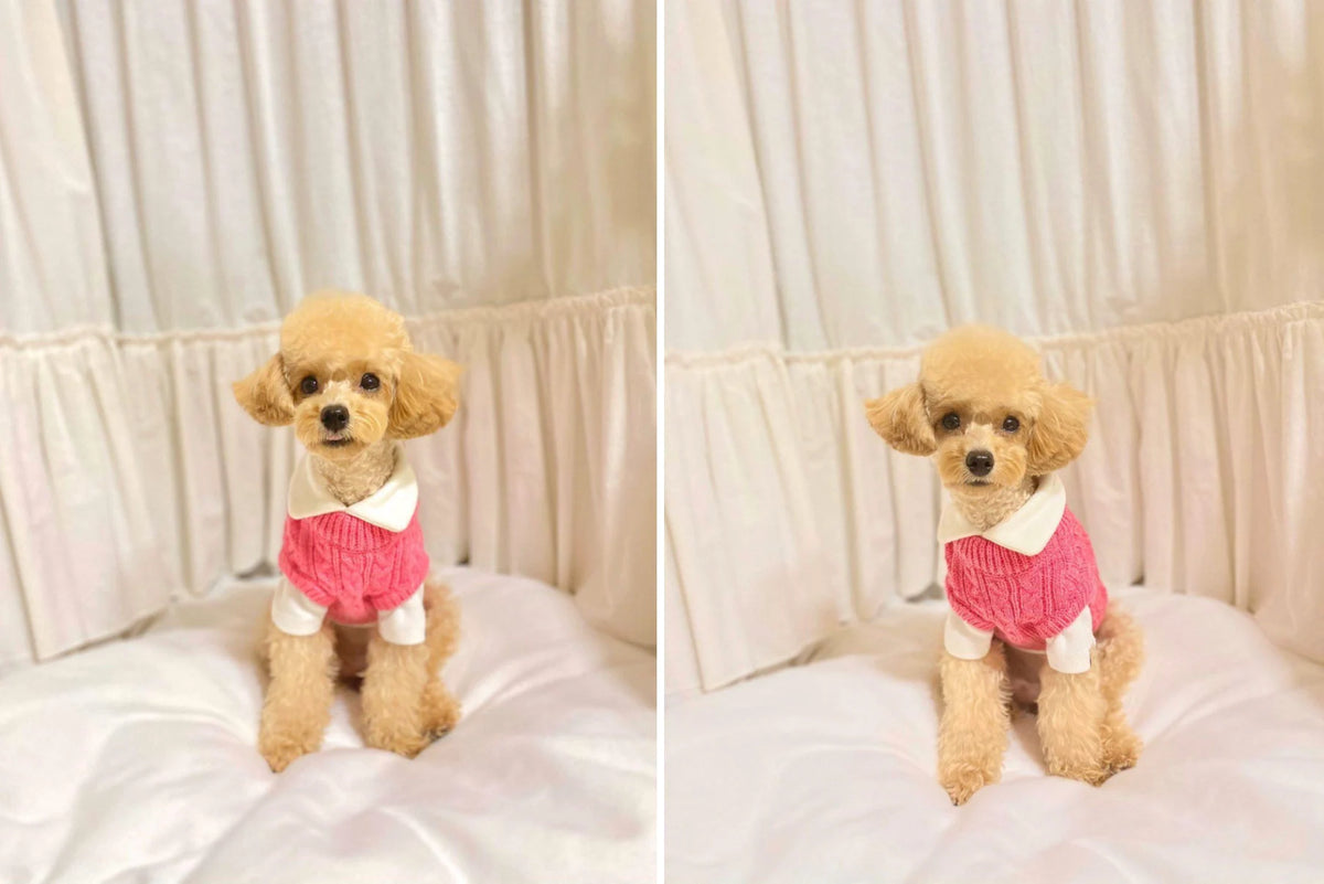 Small dog wearing a magenta sweater with a separate collared shirt