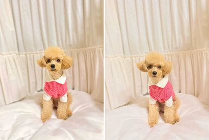 Small dog wearing a magenta sweater with a separate collared shirt